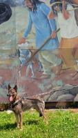 7.  Indian dogs in mural.jpg