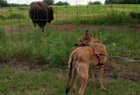 110. Buffalo near fossil rim, TX (8).jpg