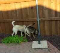 12. Houston and Coffey smelling dog next door.jpg