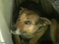 Attached Image: dognewborn.JPG