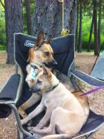 Campchairs are for Dogs.jpg