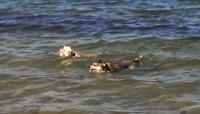 Santee Fiesta Island 1.jpg