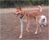Santee Dog Park Real Rocco.jpg
