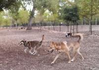 Santee Dog Park Rocco.jpg