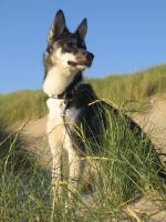 Attached Image: Afbeelding_080.jpg
