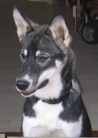Attached Image: takoda_22__2_.jpg