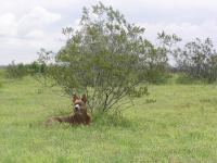 Attached Image: P1010038_1_.JPG